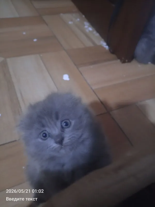 Умный котенок ждёт хозяина — фото 4