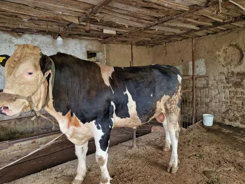 Бука сотилади квтта — фото 2