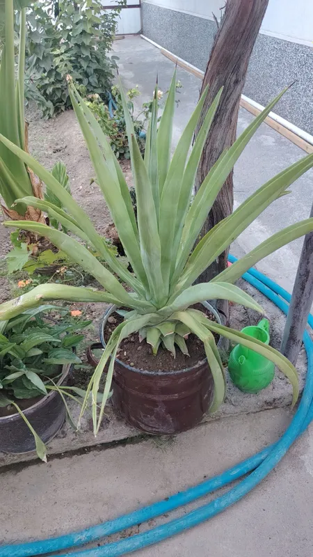 Agava gullari 1 Agava gullari 1
