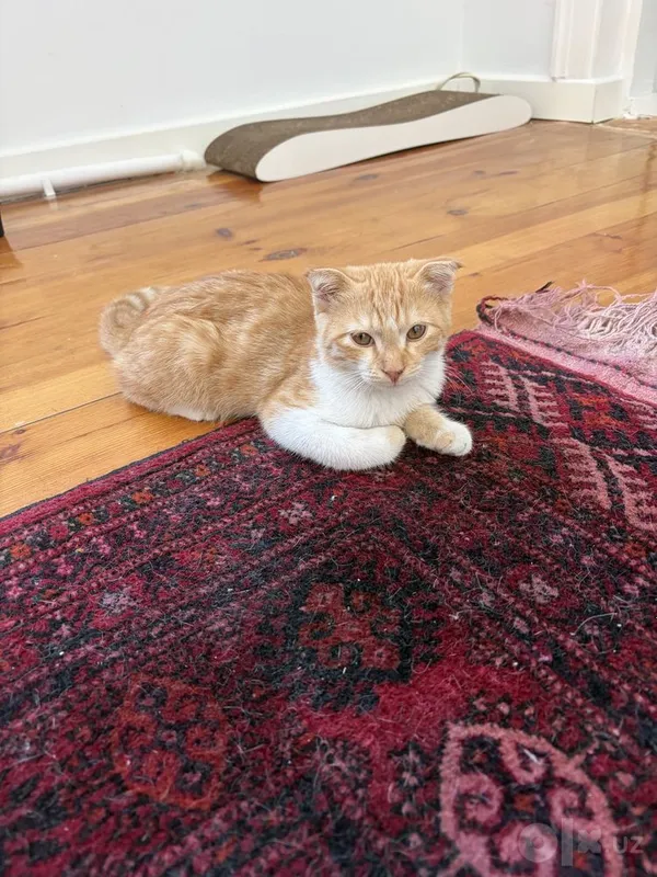 Котенок-мальчик 4 месяца 1 Котенок-мальчик 4 месяца 1