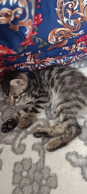 Бенгальские кот с 2 Бенгальские кот с 2
