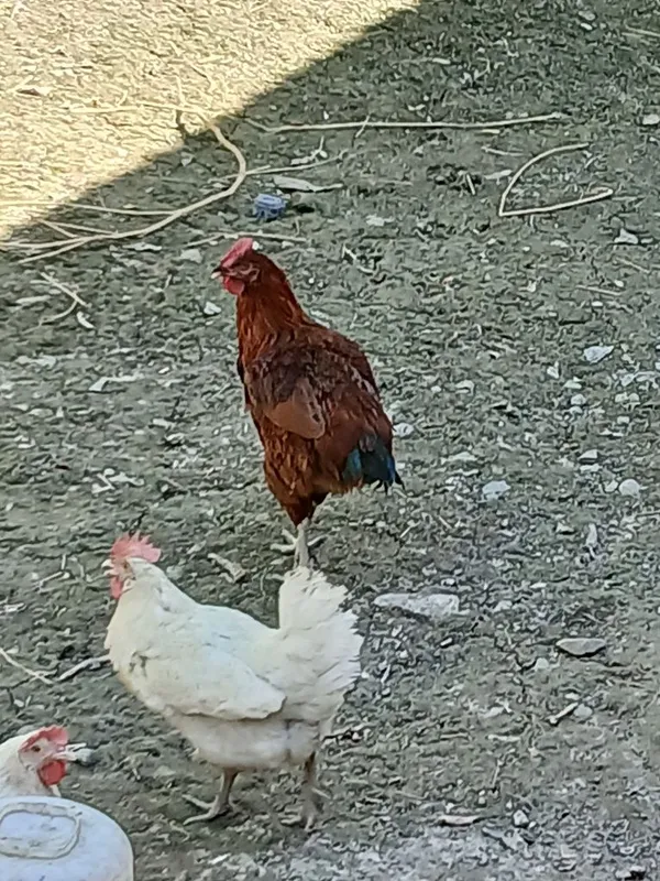 Sogʻlom tovuqlar sotiladi damawni 3