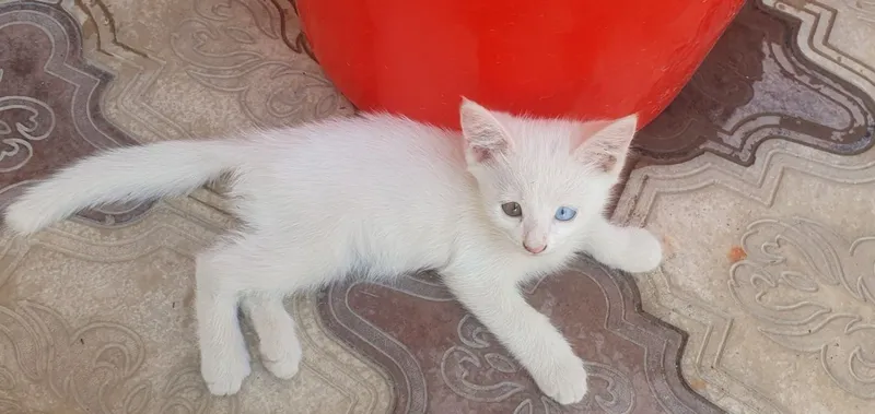 mushuk sotiladi jinsi erkak uy mushugi