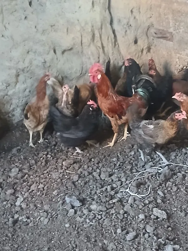 Sotladi DAMASHNI tavuxla soni 14 ta