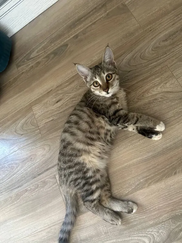 От дам котенка От дам котенка