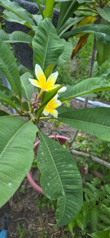 Plumeriya (Frangipani) ko'chati – oq-sariq gulli. Саженец плюмерии. 2