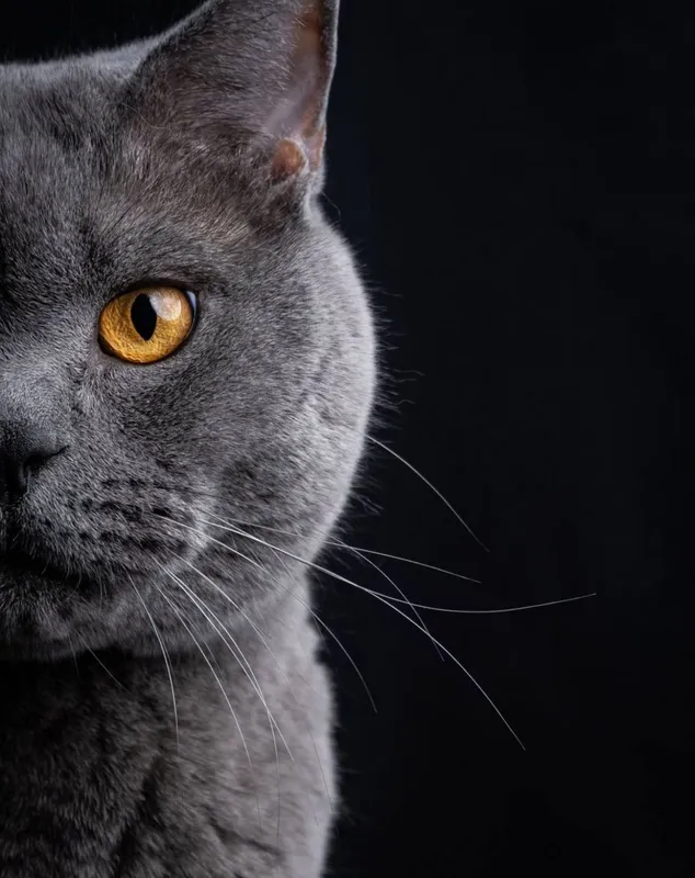 Вязка кота британской породы! — фото 2