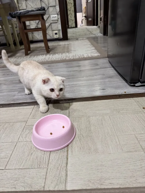 British shorthair