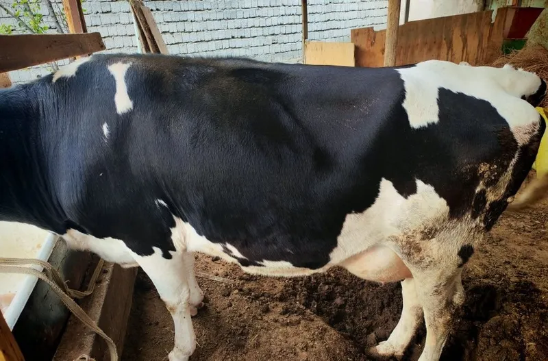 Продаётся корова, отелилась 3 раза 5 Продаётся корова, отелилась 3 раза 5