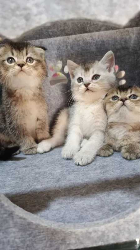 Продаются милые шотландское котята