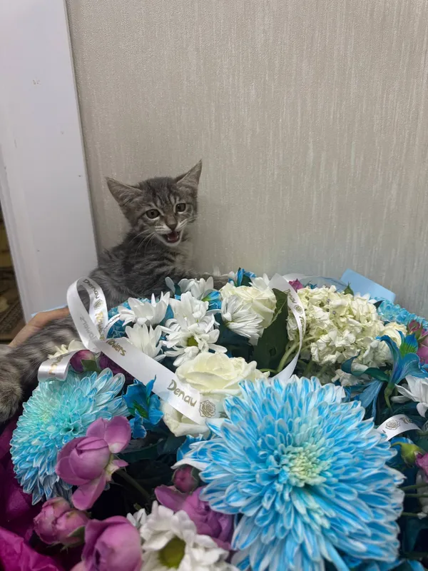 Отдам котенка в хорошие руки Отдам котенка в хорошие руки