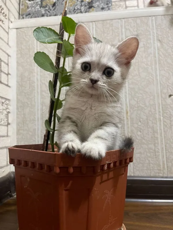 Ogil va qiz shinshilla mushukchala 2 Ogil va qiz shinshilla mushukchala 2