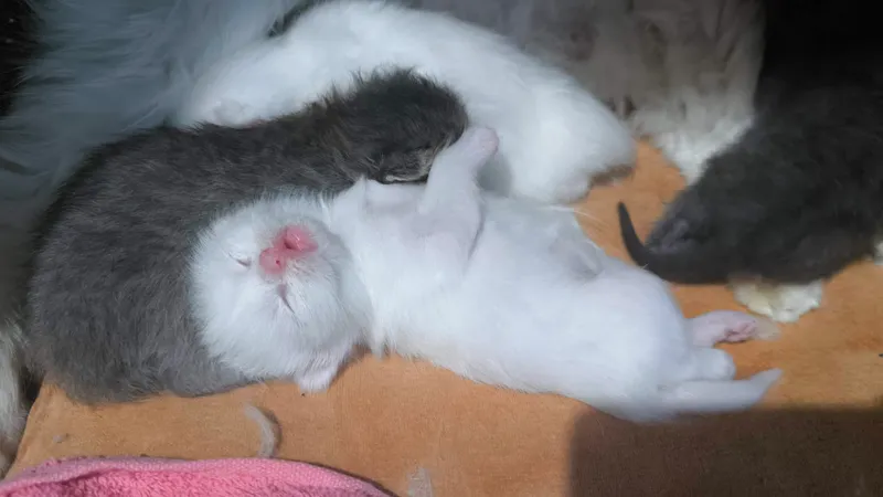 Турецкая ангора и котята — фото 3
