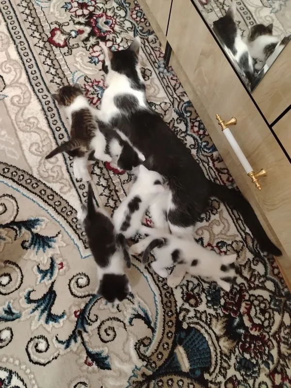 Кошка с детьми отдам бесплатно