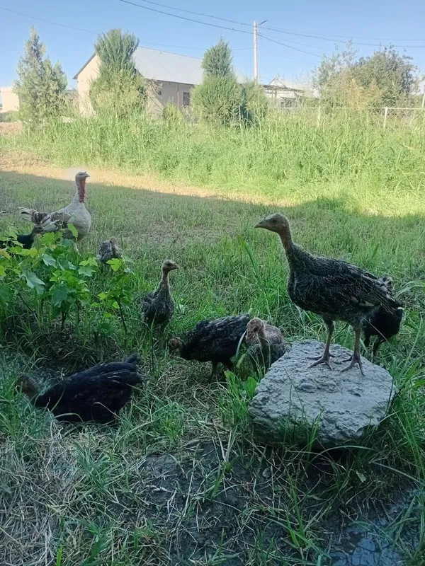 Juda bolasiga mexribon ona kurka bor. 6
