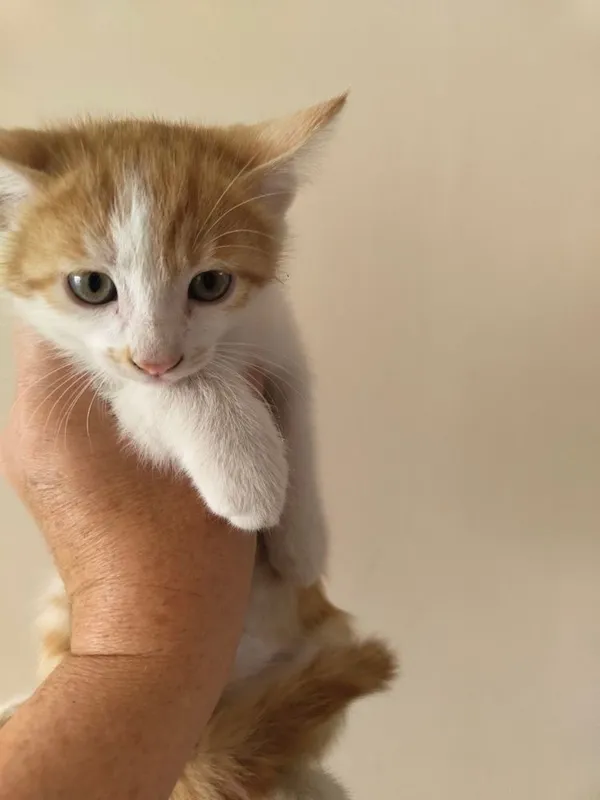 Котята 2,5 месяца бесплатно 1 Котята 2,5 месяца бесплатно 1