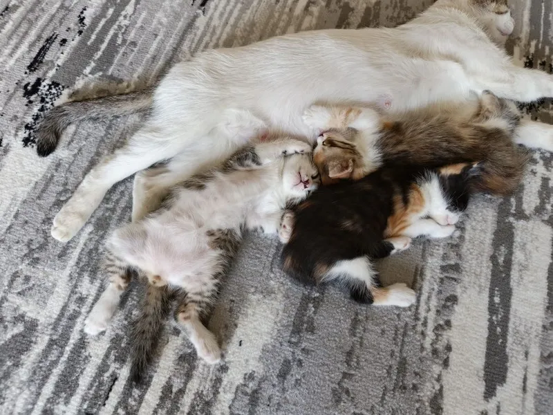 Котята, 2 месяца. Отдаются бесплатно 2