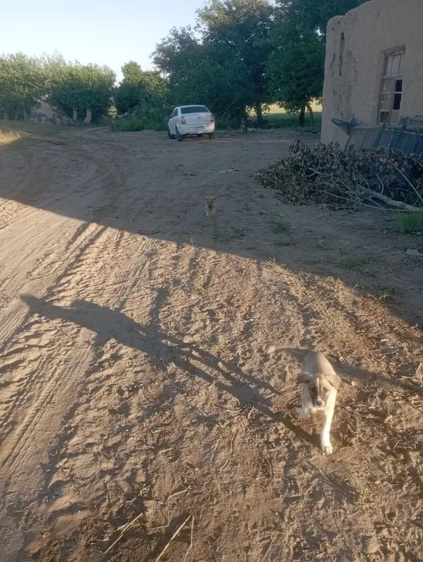 Kuchukchlar kimga kerak 3 Kuchukchlar kimga kerak 3
