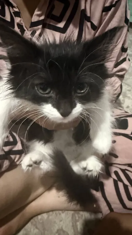 Кошка-мама и котята 1 Кошка-мама и котята 1
