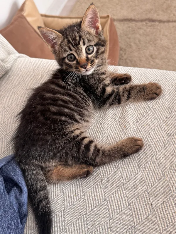 СРОЧНО Котик ищет дом — фото 2