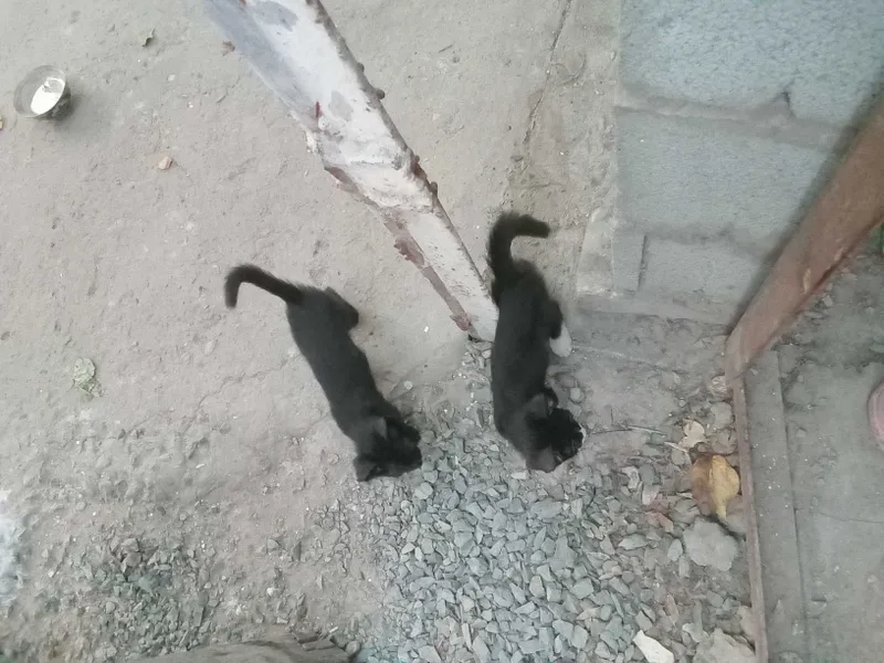 Отдам бесплатно котят в хорошие руки 3 Отдам бесплатно котят в хорошие руки 3