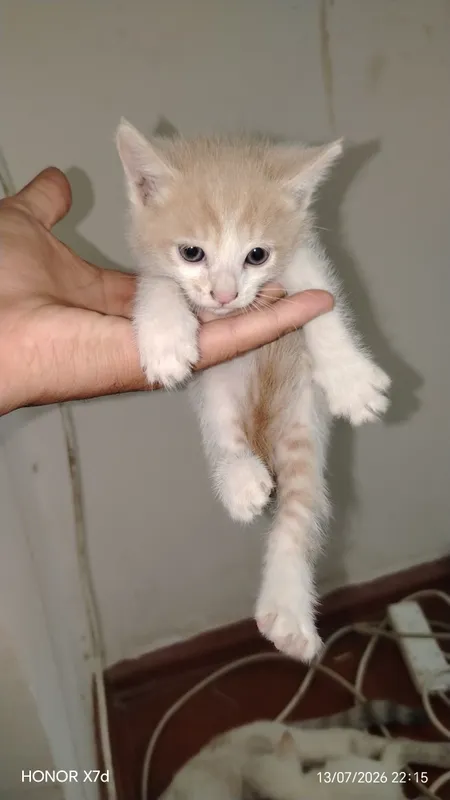 mushuk bolalari tekingga 3