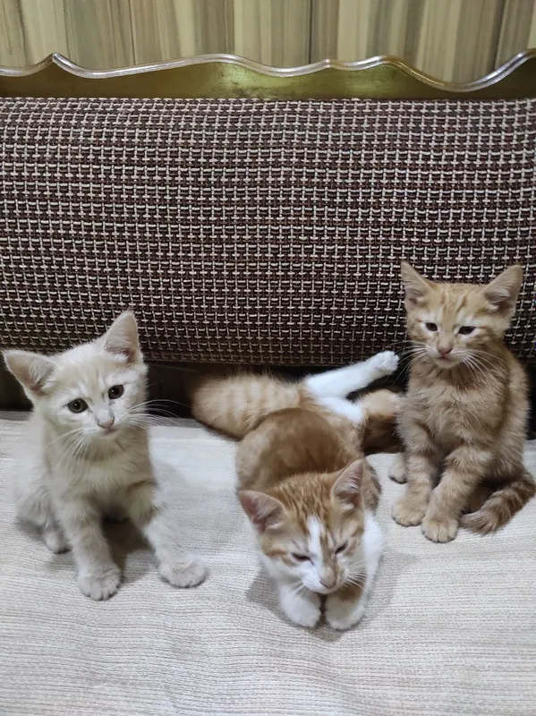 Очаровательные котята ищут любящий дом! — фото 1