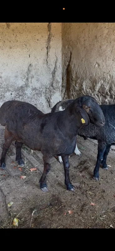 Qurbonlikka qoylar bor