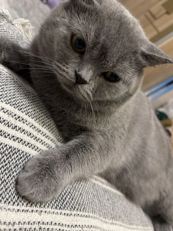 Кошка для вязки самец (Скотиш Страйт)