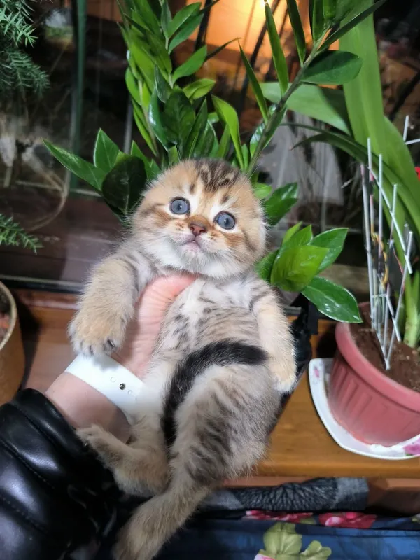 Шикарные малыши скотишь фолд золотая шиншилла — фото 4