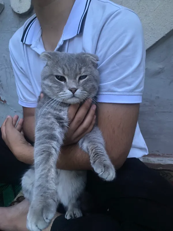 Mushuk