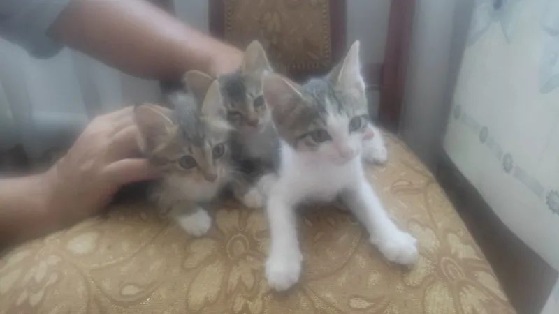 Отдам за даром котят 1 Отдам за даром котят 1