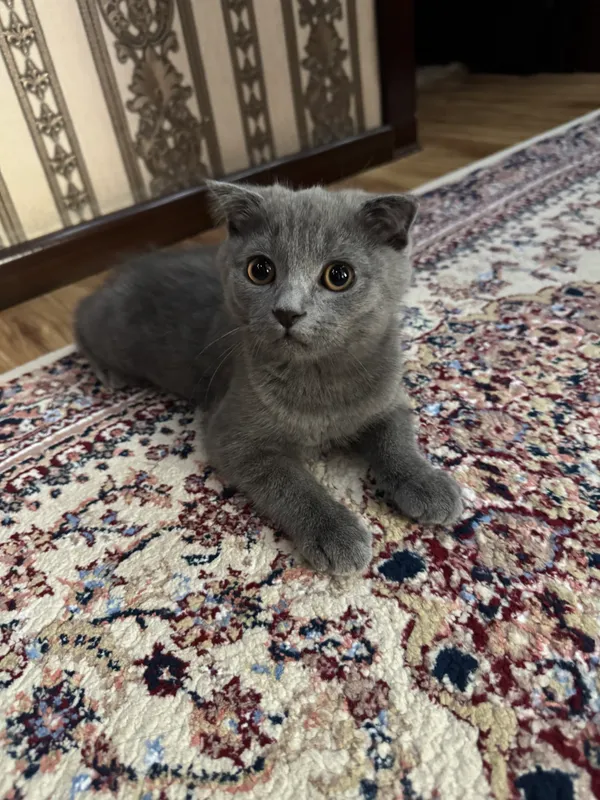 mushuk sotiladi zotdor erkak 1 mushuk sotiladi zotdor erkak 1