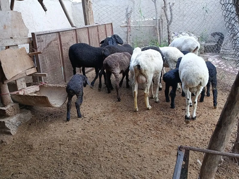 Qazoqi ona bola va alohida qoʻylar sotiladi — фото 3