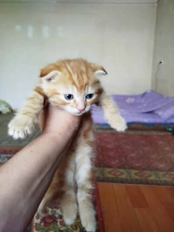 продаются котята — фото 1 продаются котята — фото 1