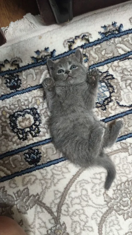 Домашние животные 2
