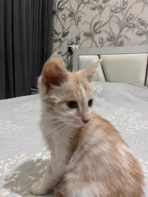 Котёнок бесплатно 4 Котёнок бесплатно 4