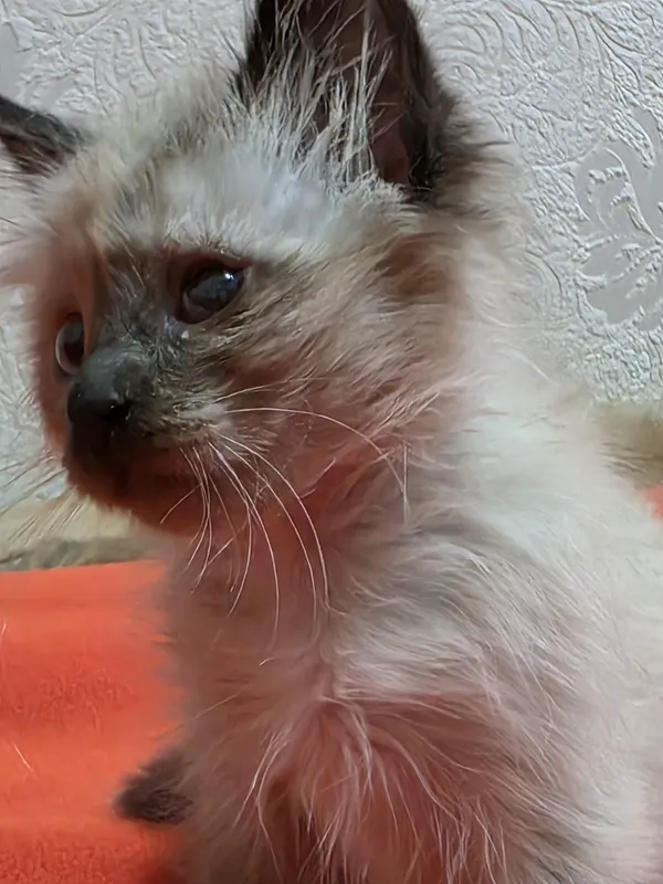 Отам в добрую семью котенка — фото 3