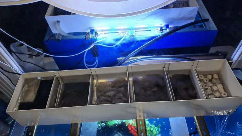 Akvarium baliqlari bilan sotiladi 2 Akvarium baliqlari bilan sotiladi 2