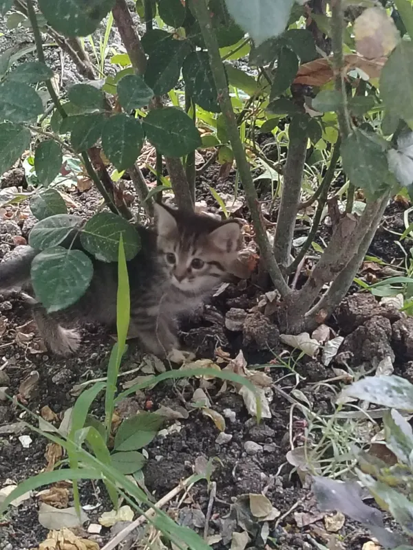 Отдам даром котята 3