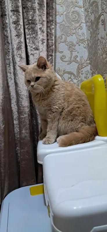 Продаю британских короткошёрсных — фото 1