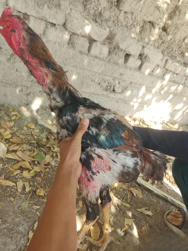 Dakan xoʻroz sotiladi 3 Dakan xoʻroz sotiladi 3