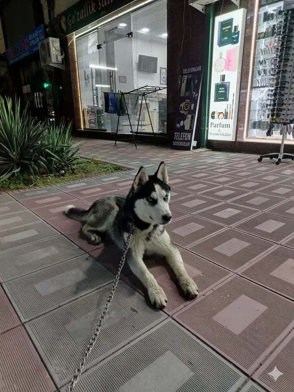Sibiriski xaski 6 oylik erkak 4 Sibiriski xaski 6 oylik erkak 4