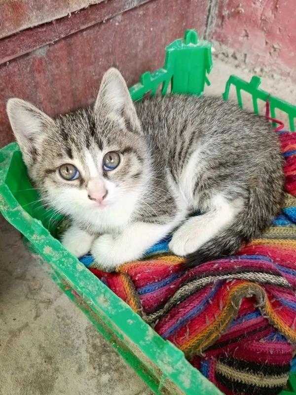 Раздаю котят домашних — фото 1