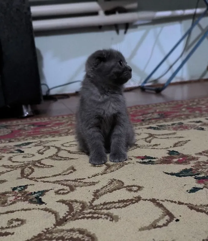 Продаю котят чистой породы 4