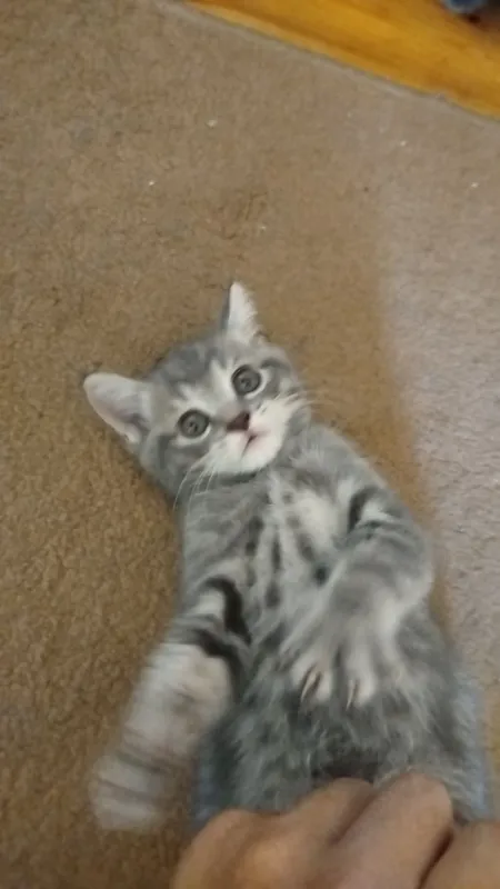 Котята, Scottish fold/straight, Скоттиш фолд страйт 5 Котята, Scottish fold/straight, Скоттиш фолд страйт 5
