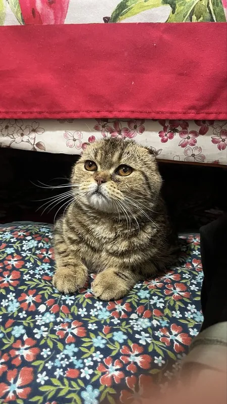 Gold mramor shinshilla scottish fold sotiladi 1 Gold mramor shinshilla scottish fold sotiladi 1