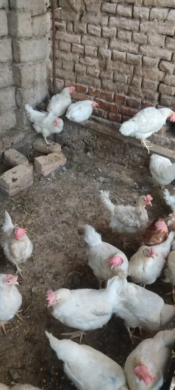 Oq tovuq sotiladi