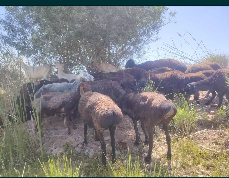 Ona Qo'yla egizchi sotiladi Siro'shniy qiziqalar aloqaga chiqiyla 1 Ona Qo'yla egizchi sotiladi Siro'shniy qiziqalar aloqaga chiqiyla 1