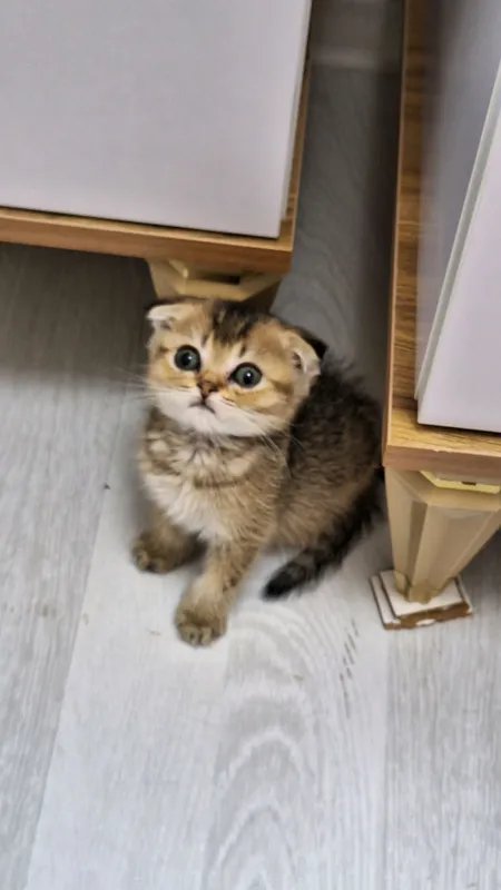 чистокроные котята — фото 2